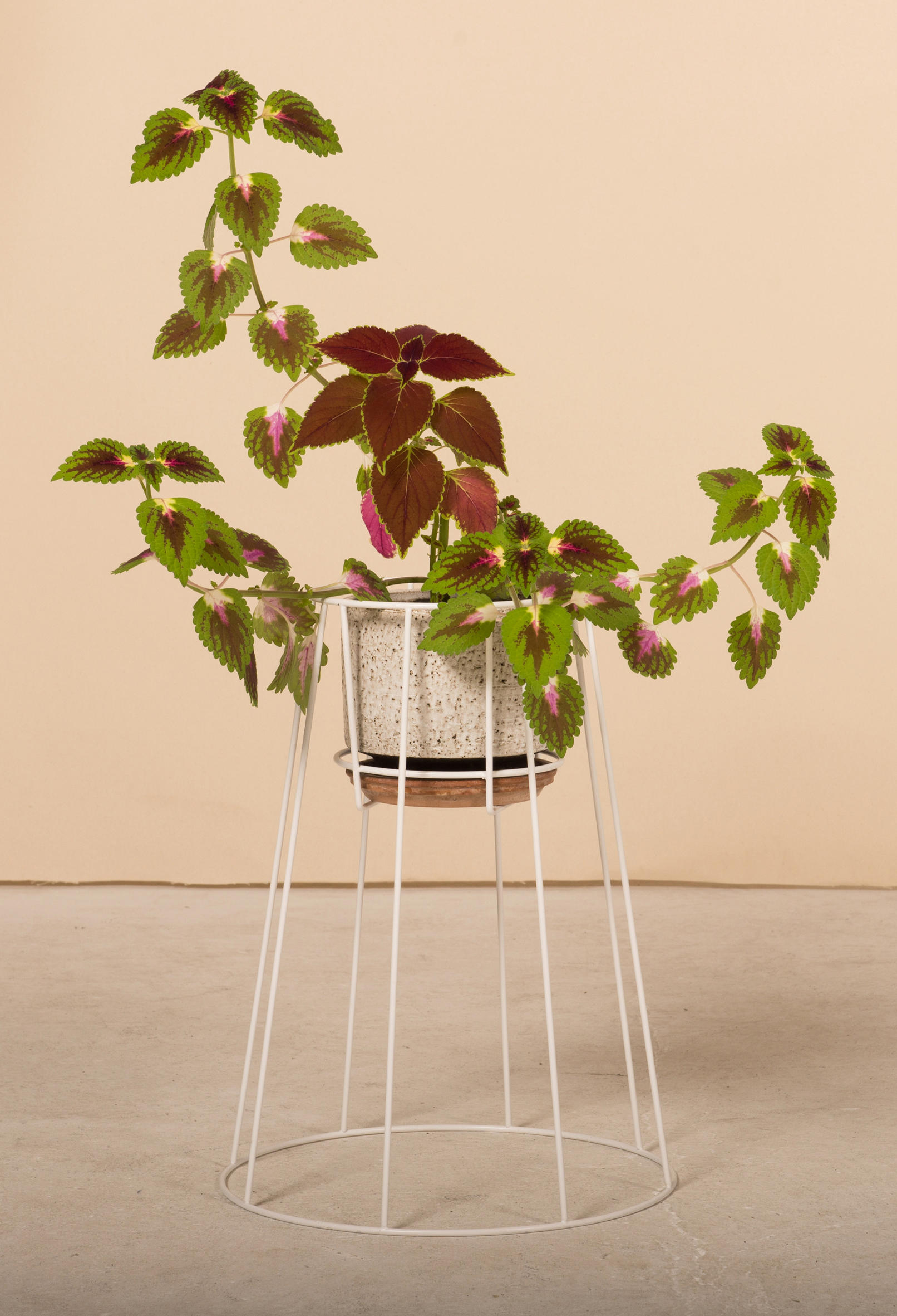 华体会(中国) - 附件|花器|办公家具|设计师家具|西布莉植物架